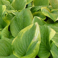 Hartlelie Fragrant Bouquet Funkia - Hosta fragrant bouquet - Tuinplanten