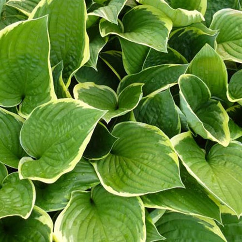 Hartlelie Aureomarginata Funkia - Hosta aureomarginata - Tuinplanten