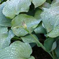 Hartlelie Blue Angel - Bakker