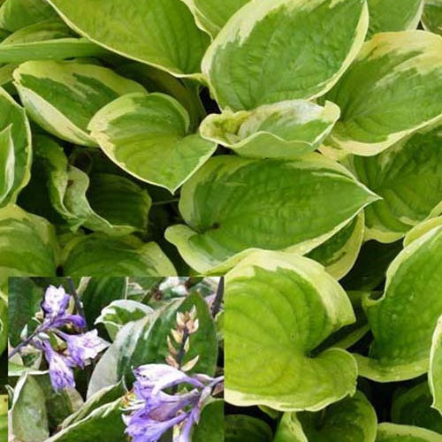 Hartlelie Delta Dawn Funkia - Hosta delta dawn - Heesters en vaste planten