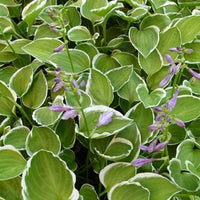 Hartlelie Diamon Tiara Funkia - Hosta diamond tiara - Tuinplanten