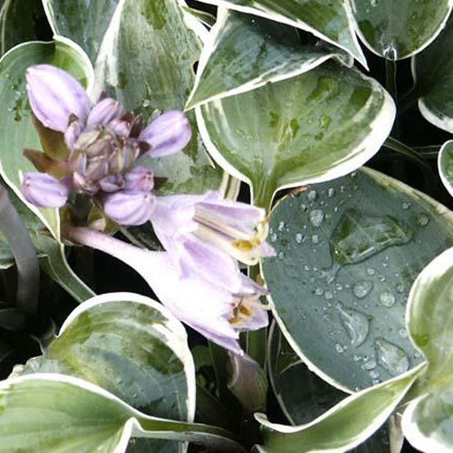 Hartlelie El Nino Funkia - Hosta hybride el nino - Tuinplanten