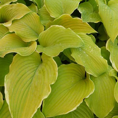 Hartlelie Lakeside Cha Cha Funkia - Hosta hybride lakeside cha cha - Tuinplanten