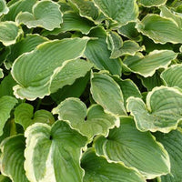 Hartlelie Spring Fling Funkia - Hosta spring fling - Tuinplanten