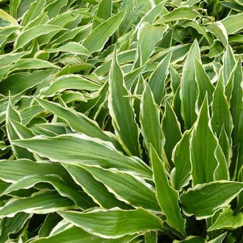 Hartlelie Stiletto Funkia - Hosta hybride stiletto - Tuinplanten