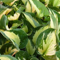 Hartlelie Whirlwind Funkia - Hosta whirlwind - Tuinplanten