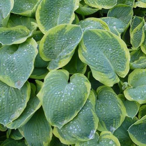 Hartlelie Frances Williams à marge jaune - Hosta sieboldiana frances williams - Tuinplanten