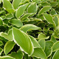 Hartlelie So Sweet Funkia - Hosta so sweet - Tuinplanten