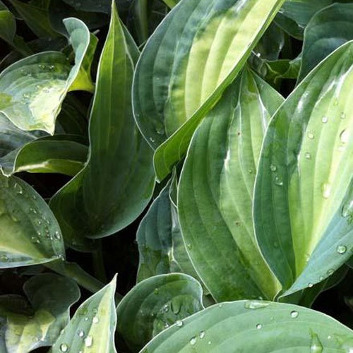 Hartlelie Striptease Funkia - Hosta hybride striptease - Tuinplanten