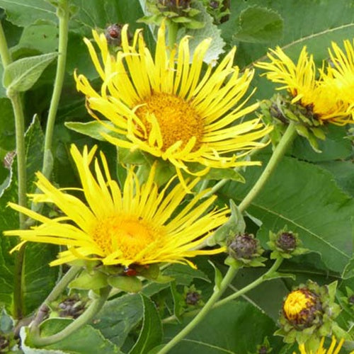 Alant (x3) - Inula helenium - Tuinplanten