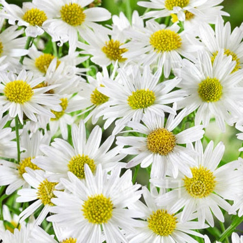 Zomeraster Alba - Bakker