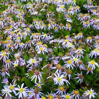 Zomeraster Nana Blue - Bakker