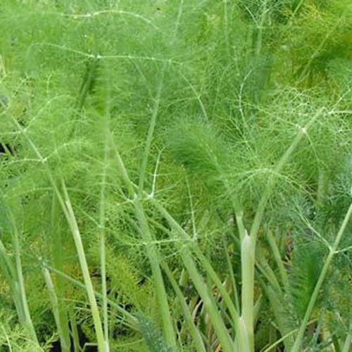 Venkel - Foeniculum vulgare - Kruiden