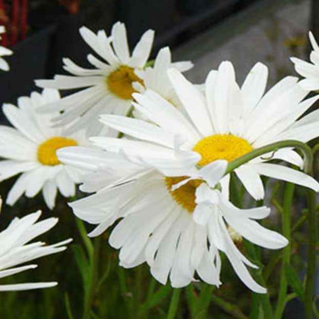 Margriet 'Alaska (x3) - Leucanthemum x superbum alaska - Tuinplanten