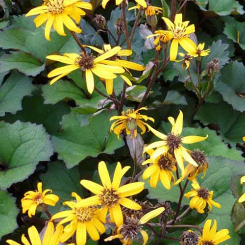 Kruiskruid 'Desdemona' - Ligularia dentata desdemona - Tuinplanten