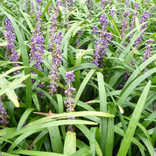 Leliegras Evergreen Giant - Bakker