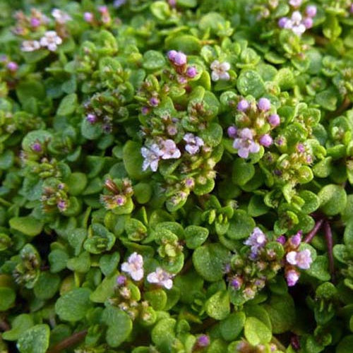 Munt Requien (x3) - Mentha requienii - Tuinplanten