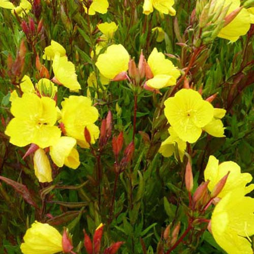 Teunisbloem glauque - Bakker