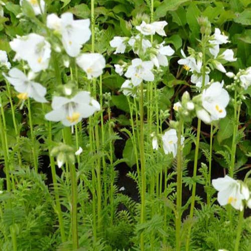 Jacobsladder (x3) - Polemonium caeruleum album - Tuinplanten