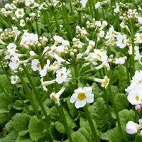 Sleutelbloems Alba Sleutelbloems (x3) - Primula japonica alba - Tuinplanten