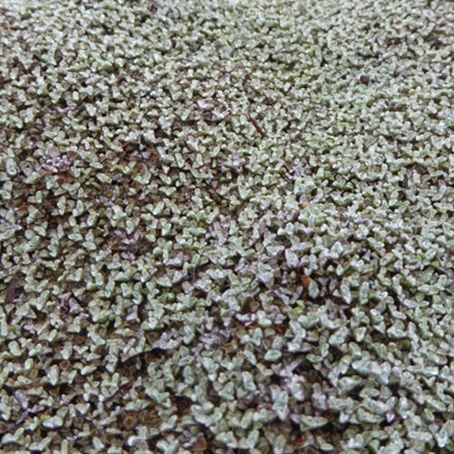 Zilverkussen - Raoulia australis - Bakker