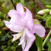 Zeepkruid Rosea Plena - Saponaria officinalis rosea plena - Tuinplanten