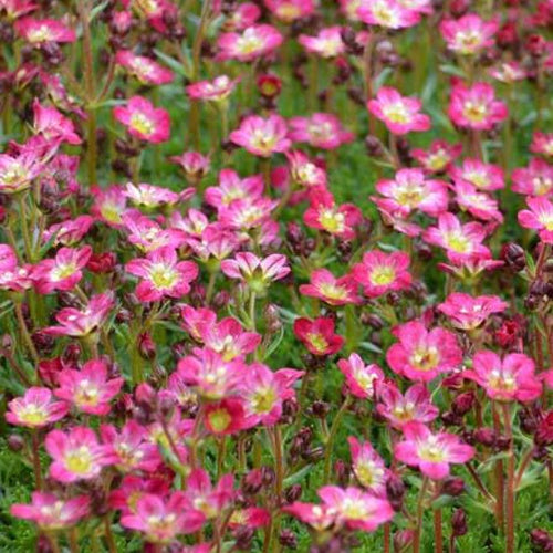 Steenbreek Arends Pixie Rose Steenbreek (x3) - Saxifraga pixie - Tuinplanten