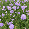 Duifkruid Butterfly Blue - Scabiosa columbaria butterfly blue - Tuinplanten