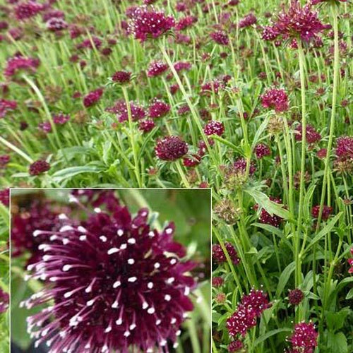 Duifkruid Chile Black - Scabiosa atropurpurea chile black - Tuinplanten