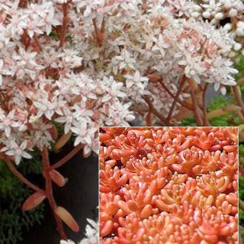 Vetkruid Coral Carpet (x3) - Sedum album coral carpet - Tuinplanten