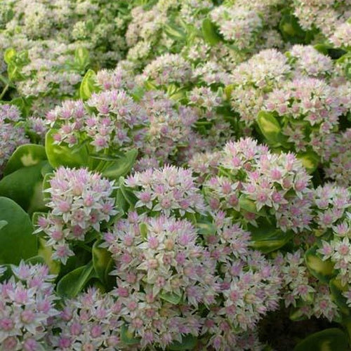 Vetkruid Mediovariegatum Hylotelephium Variegatum - Bakker