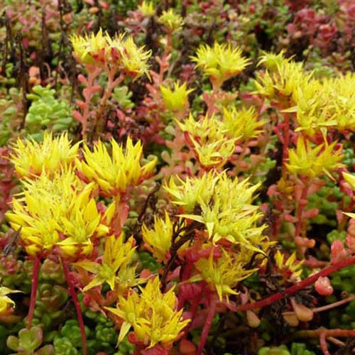 Vetkruid Oregon (x3) - Sedum oreganum - Tuinplanten