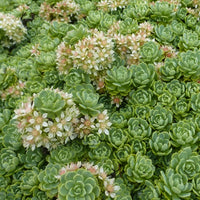 Vetkruid pachyclados (x3) - Sedum pachyclados - Tuinplanten