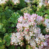 Vetkruid spurium Album Superbum (x3) - Sedum spurium album superbum - Tuinplanten