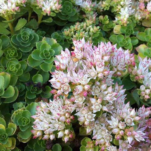 Vetkruid spurium Album Superbum - Bakker