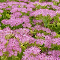 Vetkruid Brilliant (x3) - Sedum spectabile brilliant ( brilliant group ) - Tuinplanten