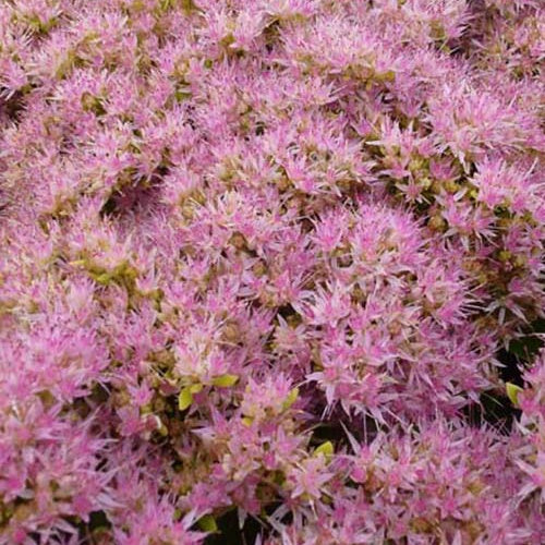 Hemelsleutel 'Carmen' - Sedum spectabile carmen - Tuinplanten