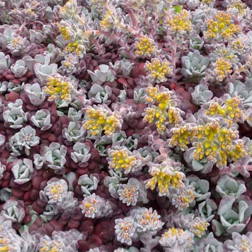 Vetkruid spatulé Purpureum (x3) - Sedum spathulifolium purpureum - Tuinplanten