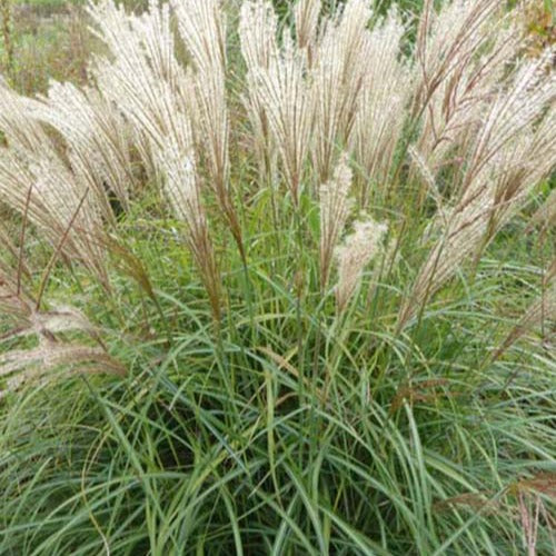 Prachtriet China - Miscanthus sinensis china - Tuinplanten