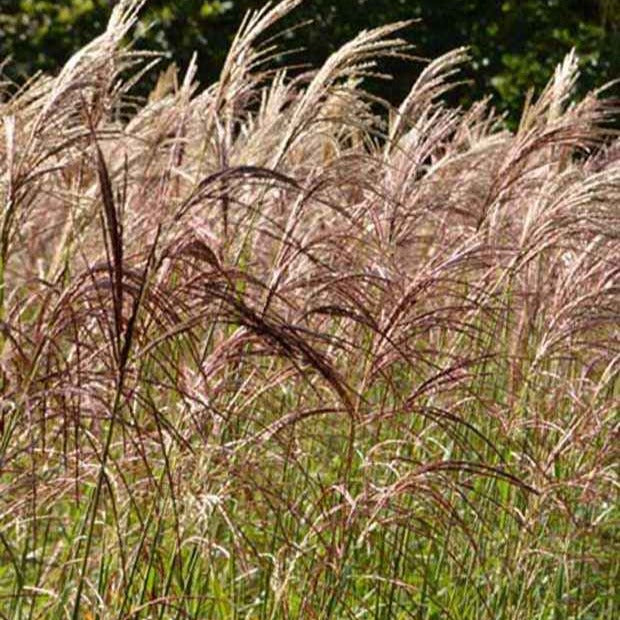 Chinees riet 'Flamingo' - Miscanthus sinensis flamingo - Tuinplanten