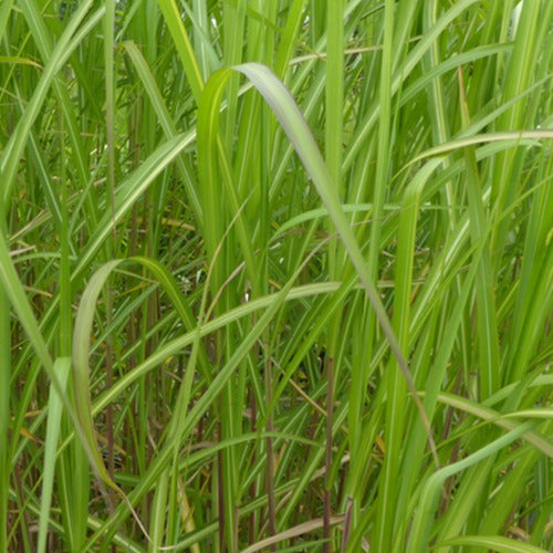 Prachtriet Jubilar - Miscanthus sinensis jubilar - Tuinplanten