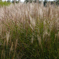 Laurierhaag Otto Luyken - Miscanthus sinensis kleine silberspinne - Tuinplanten