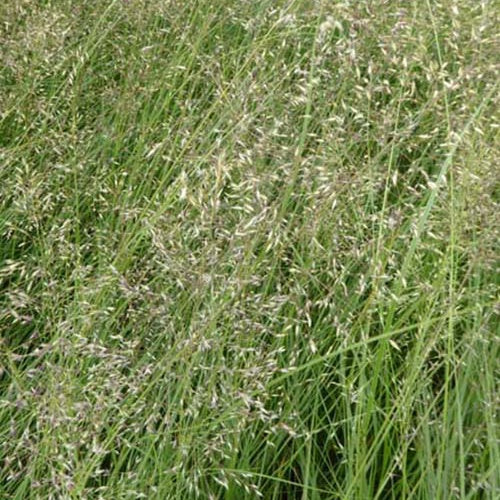 Prairiedropzaad heterolepis - Sporobolus heterolepis - Tuinplanten