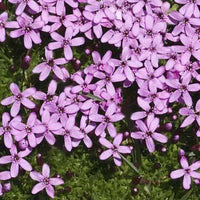 Alpenlijmkruid - Silene acaulis - Tuinplanten