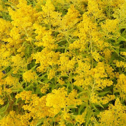 Guldenroede Golden Mosa (x3) - Solidago goldenmosa - Tuinplanten