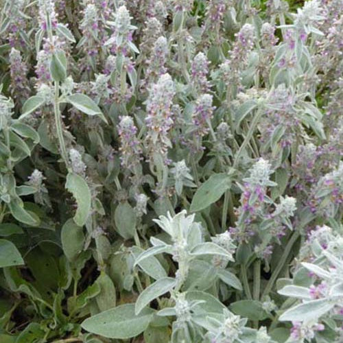 Ezelsoor (x3) - Stachys byzantina - Tuinplanten