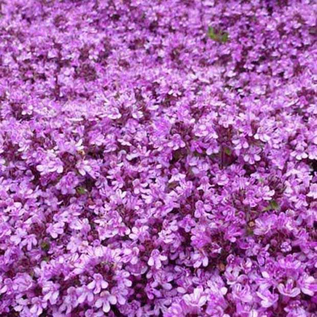 Kruiptijm 'Bressingham' (x3) - Thymus praecox bressingham - Tuinplanten