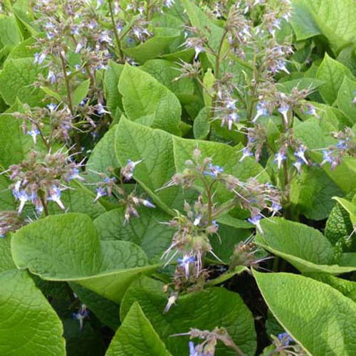 Trachystemon orientalis - Oriëntaals komkommerkruid - Vaste planten