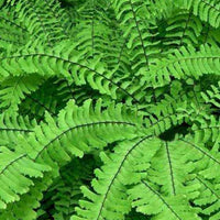 Venushaar - Adiantum pedatum - Tuinplanten