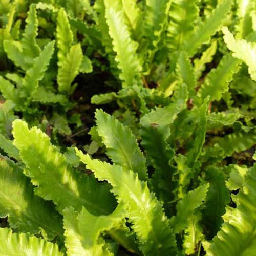 Steenbeekvaren Angustatum - Bakker